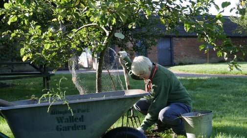 Volunteer working in the Orchard at Attingham Park, Shropshire